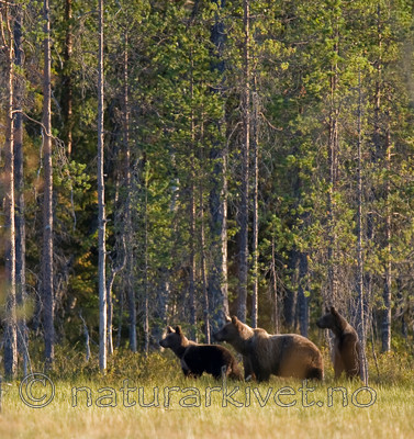 BB 10 0108 / Ursus arctos / Brunbjørn